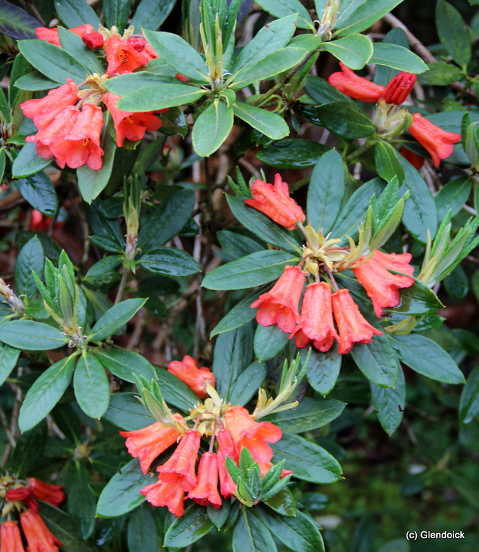 DICHROANTHUM F. 6781 Rhododendron Larger Species Rhododendrons